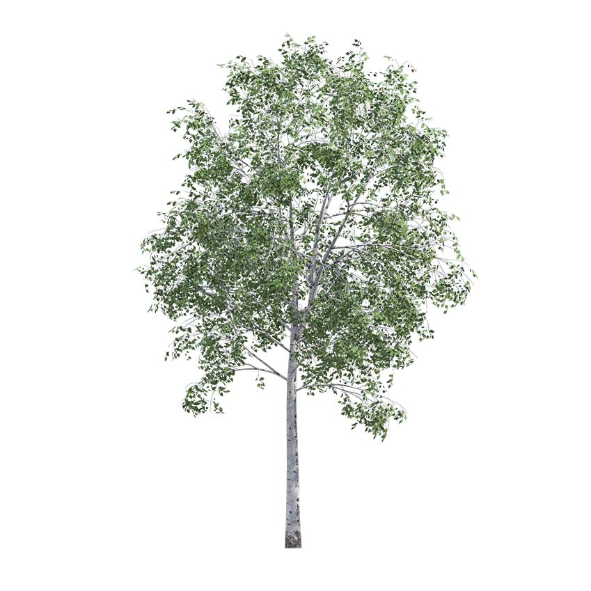 Betula pendula - Silver birch